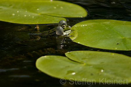 Teichfrosch (Rana kl. esculenta)  - 07